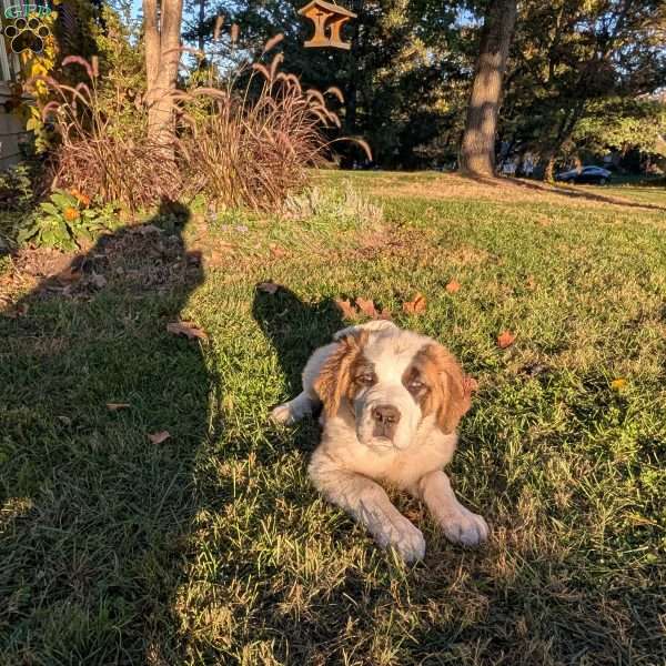 “Lia” Amelia Earhart, Saint Bernard Puppy