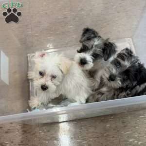 Blanca, Miniature Schnauzer Puppy