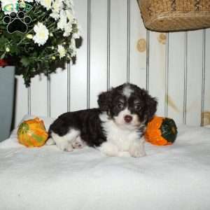 Marcie, Mini Aussiedoodle Puppy