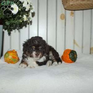 Maddie, Mini Aussiedoodle Puppy