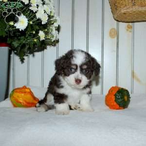 Macy, Mini Aussiedoodle Puppy
