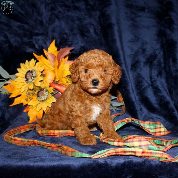 Cassie, Mini Goldendoodle Puppy