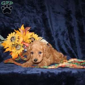 Caleb, Mini Goldendoodle Puppy