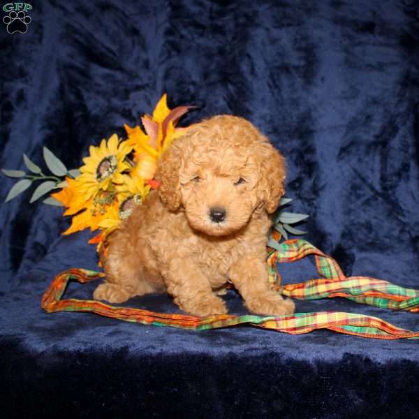 Calvin, Mini Goldendoodle Puppy