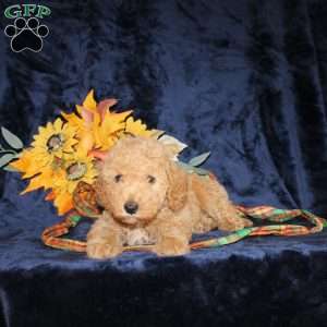 Chester, Mini Goldendoodle Puppy