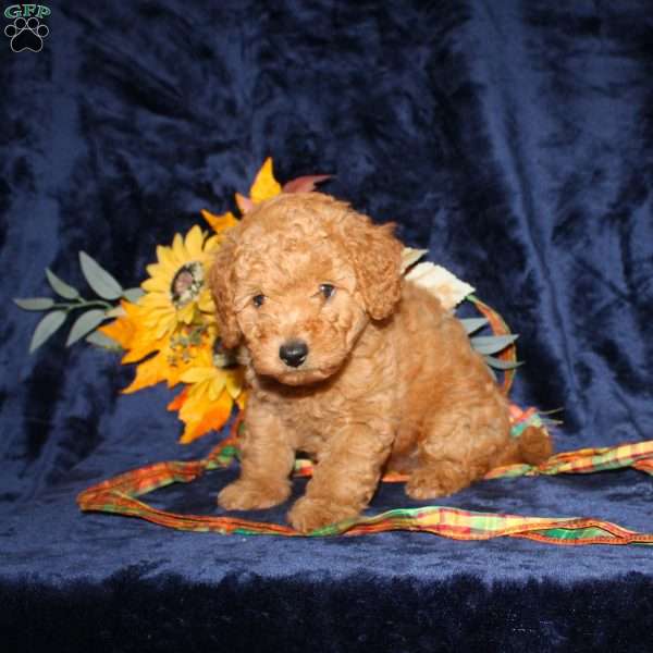 Christ, Mini Goldendoodle Puppy