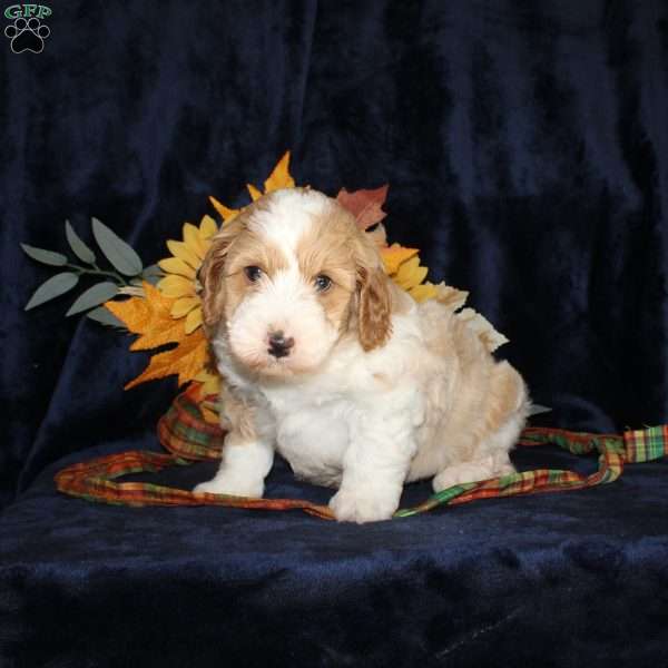 Levi, Mini Goldendoodle Puppy