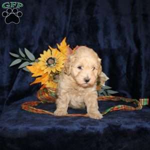 Len, Mini Goldendoodle Puppy