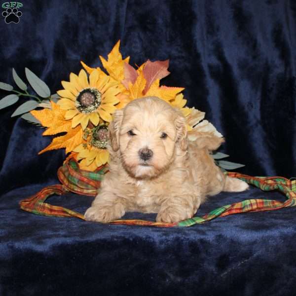 Lydia, Mini Goldendoodle Puppy