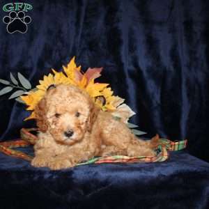 Dan, Mini Goldendoodle Puppy