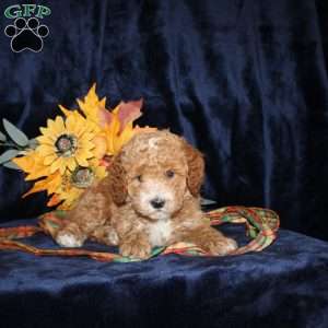 Darlene, Mini Goldendoodle Puppy