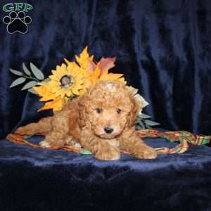 David, Mini Goldendoodle Puppy