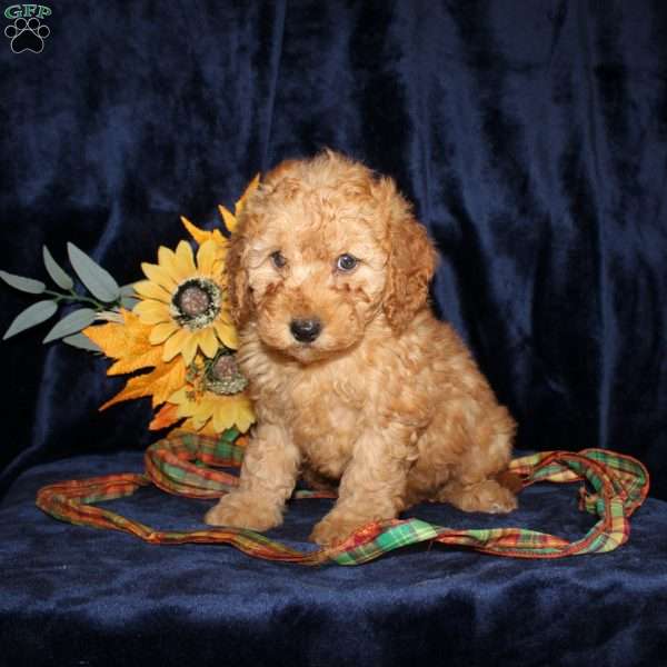 Debbie, Mini Goldendoodle Puppy