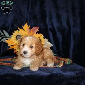Dickie, Mini Goldendoodle Puppy