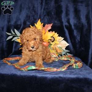 Dolly, Mini Goldendoodle Puppy
