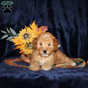 Donald, Mini Goldendoodle Puppy
