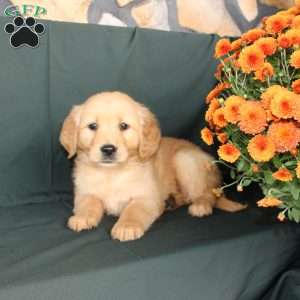 Donica, Golden Retriever Puppy