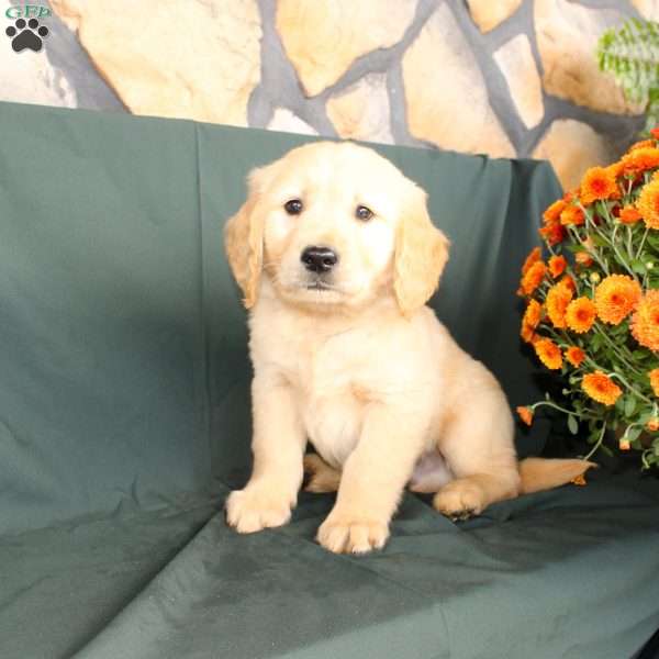 Dustin, Golden Retriever Puppy