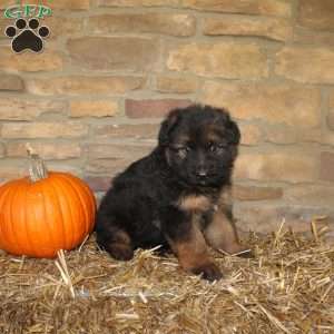 Pine, German Shepherd Puppy