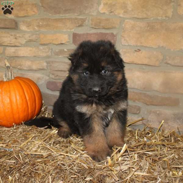 Willow, German Shepherd Puppy