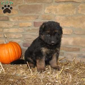 River, German Shepherd Puppy