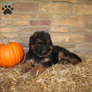 Forrest, German Shepherd Puppy