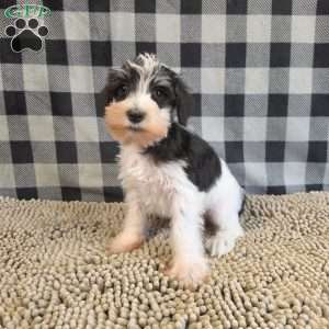 Sidney, Miniature Schnauzer Puppy