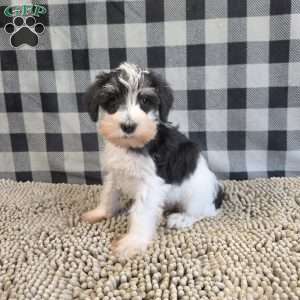 Sidney, Miniature Schnauzer Puppy