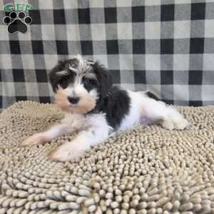 Sidney, Miniature Schnauzer Puppy