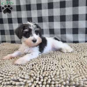 Sidney, Miniature Schnauzer Puppy