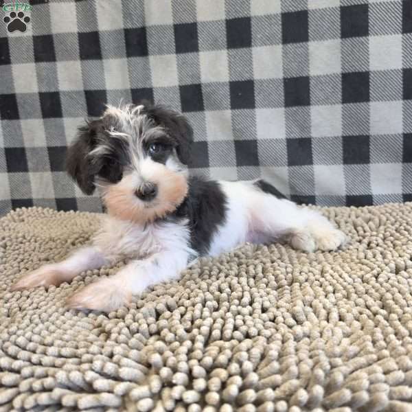 Sidney, Miniature Schnauzer Puppy