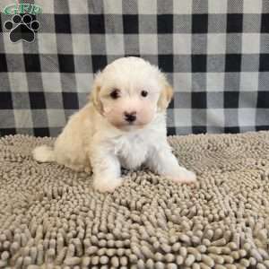 Hans, Havanese Puppy