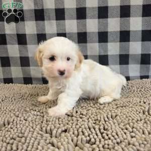 Hans, Havanese Puppy