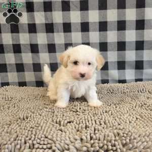 Hans, Havanese Puppy