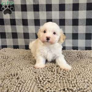 Hans, Havanese Puppy
