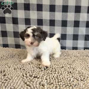 Hank, Havanese Puppy
