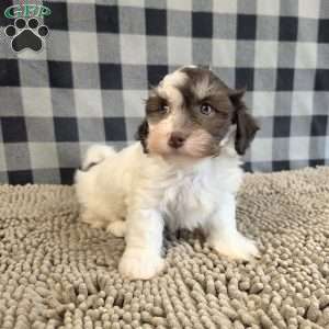 Hank, Havanese Puppy