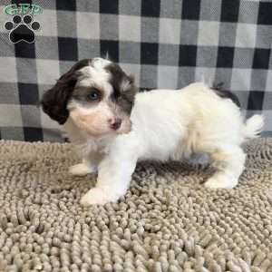 Hank, Havanese Puppy