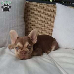 Chance, French Bulldog Puppy