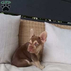 Chance, French Bulldog Puppy