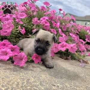Julie, Cairn Terrier Puppy