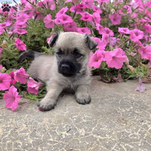 Julie, Cairn Terrier Puppy