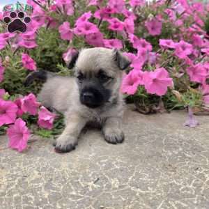 Julie, Cairn Terrier Puppy