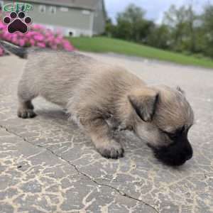 Julie, Cairn Terrier Puppy