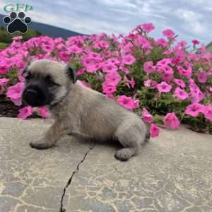 Julie, Cairn Terrier Puppy