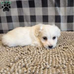 Seth, Coton de Tulear Mix Puppy