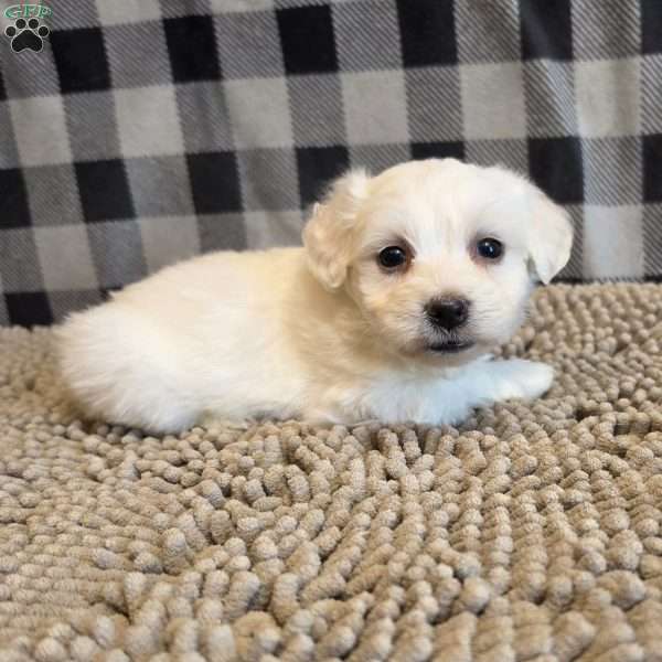 Seth, Coton de Tulear Mix Puppy