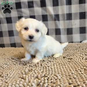 Seth, Coton de Tulear Mix Puppy