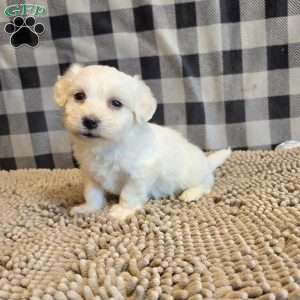 Seth, Coton de Tulear Mix Puppy