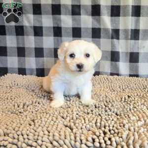 Seth, Coton de Tulear Mix Puppy